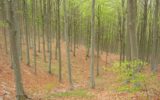Foresta_Zatta (1)