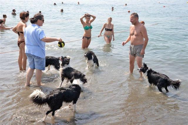 Chiavari Al Via La Stagione Anche Per I Quattrozampe Al Lido Di Fido Radio Aldebaran