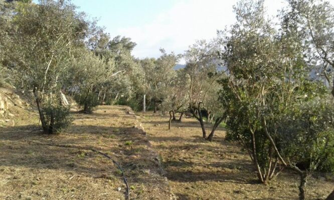 orti urbani ulivi sestri ulivi