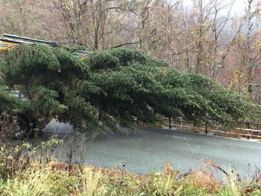 Anche quest’anno l’Albero di Natale di piazza De Ferrari arriva dalla Val d’Aveto