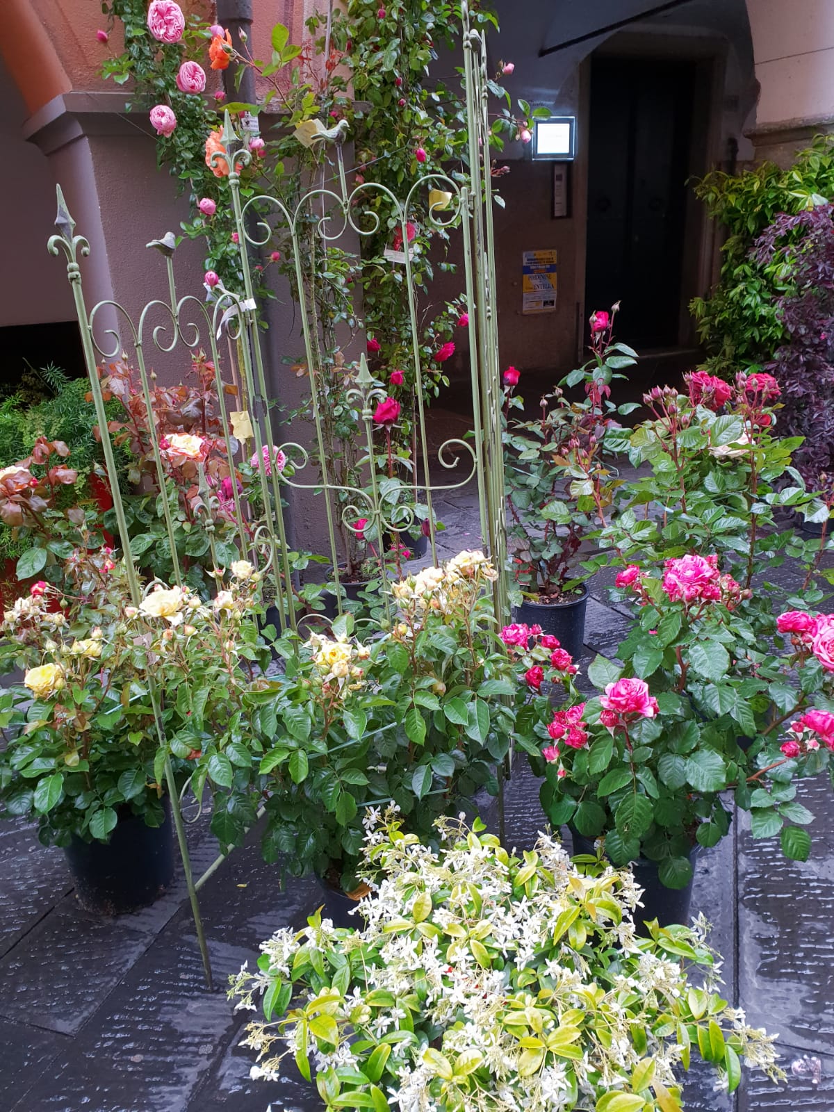 chiavri in fiore 1