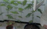 La marijuana spunta dalla finestra: un denunciato a Chiavari