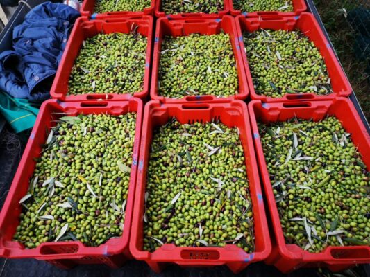 olive