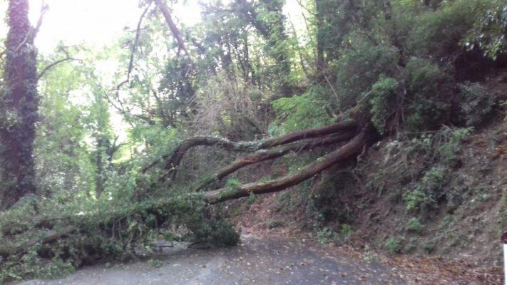 caduta albero Sestri Levante tra Cascine di Sopra e Villa Loto