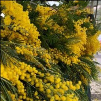 mimosa mimosa