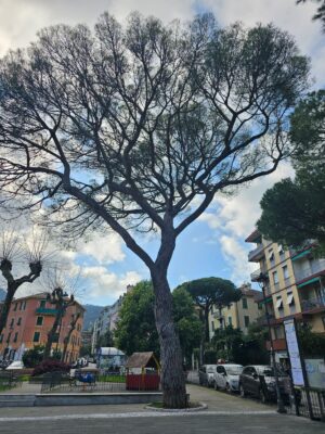 pino in piazza san siro 2