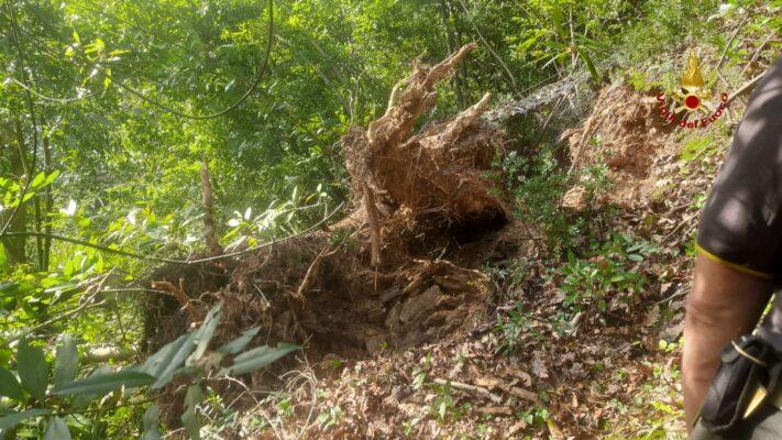 albero caduto mezzanego vigili fuoco albero caduto mezzanego vigili fuoco