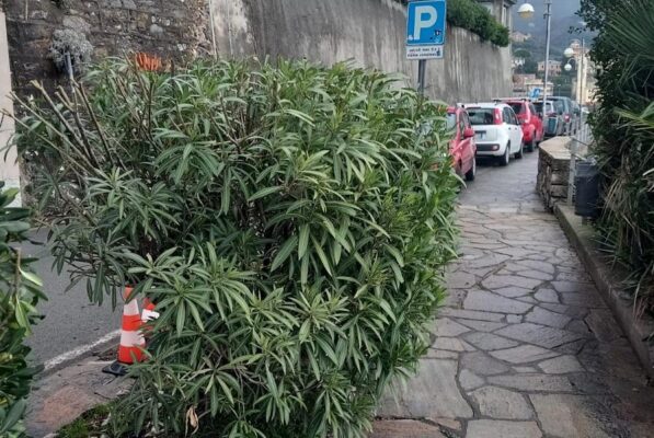 Aiuola Recco Recco
