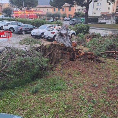 pino crollato parcheggio ospedale di sestri levante pino crollato parcheggio ospedale di sestri levante