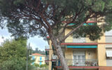 Pino da tagliare a Santa Margherita Ligure