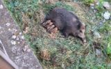 cinghiale partorito cuccioli uno morto
