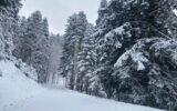 neve