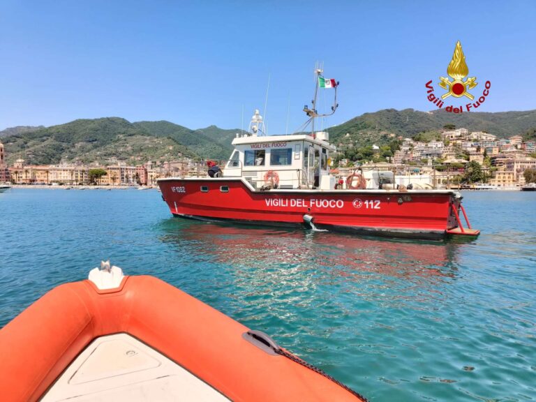 Uno sciame d'api costrige un velista ad abbandonare la barca