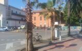 palme californiane sestri levante