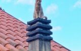 gatto casarza ligure